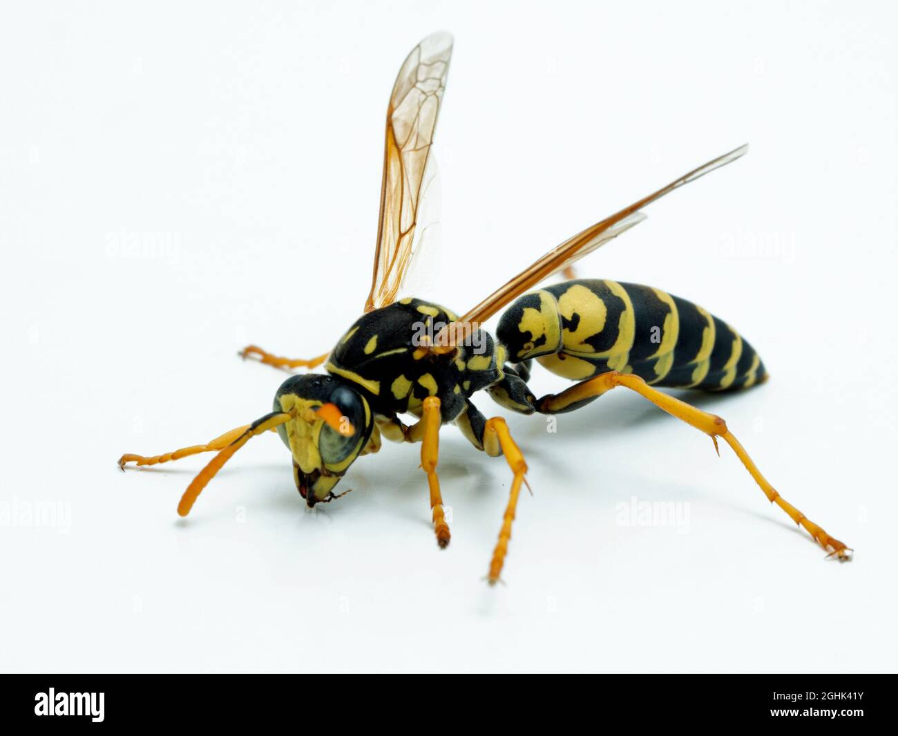 European paper wasp, Polistes dominula, isolated on white. This species is an invasive species in Canada and the United States Stock Photo
