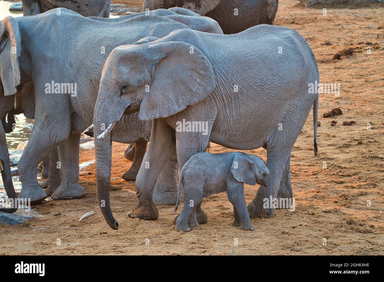 There are baby elephants and adult elephants at the water pool. Grey fur Lifestyle of various wild animals in Etosha National Park. Namibia. South Afr Stock Photo