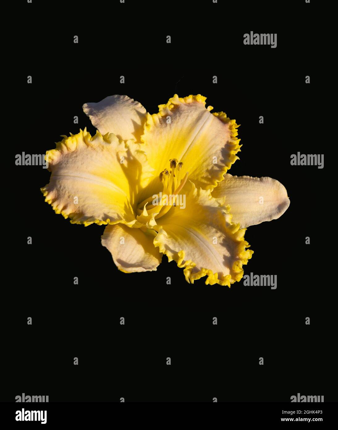 Daylily blossom Stock Photo