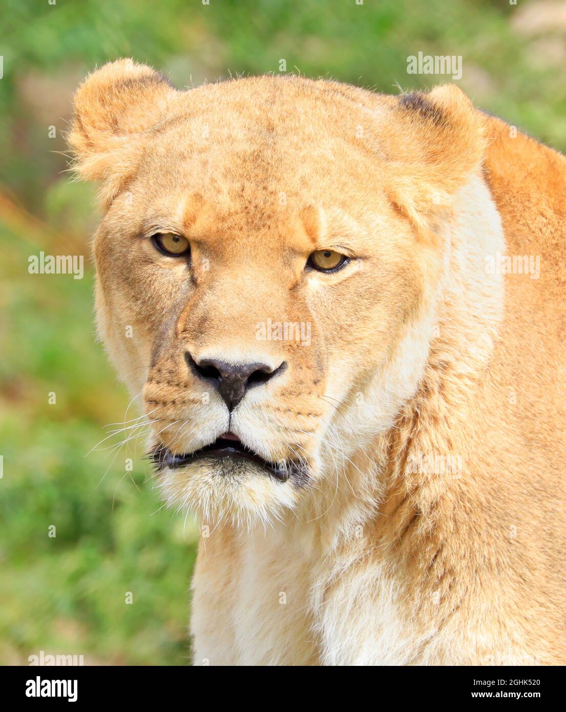 Female lion portrait on green background Stock Photo