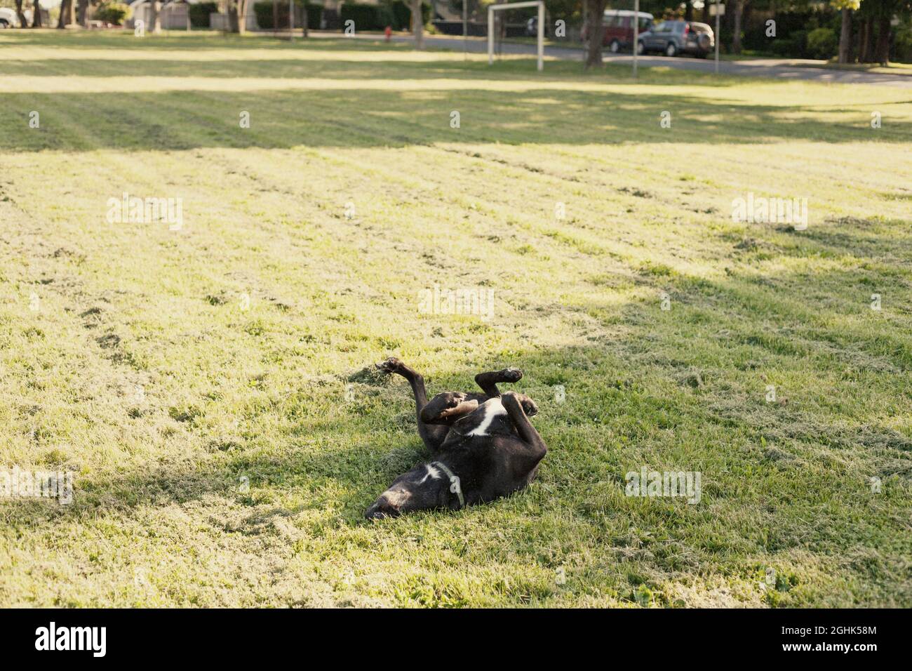 Cut grass hi-res stock photography and images - Alamy - Eating Dog Fresh Cut Grass