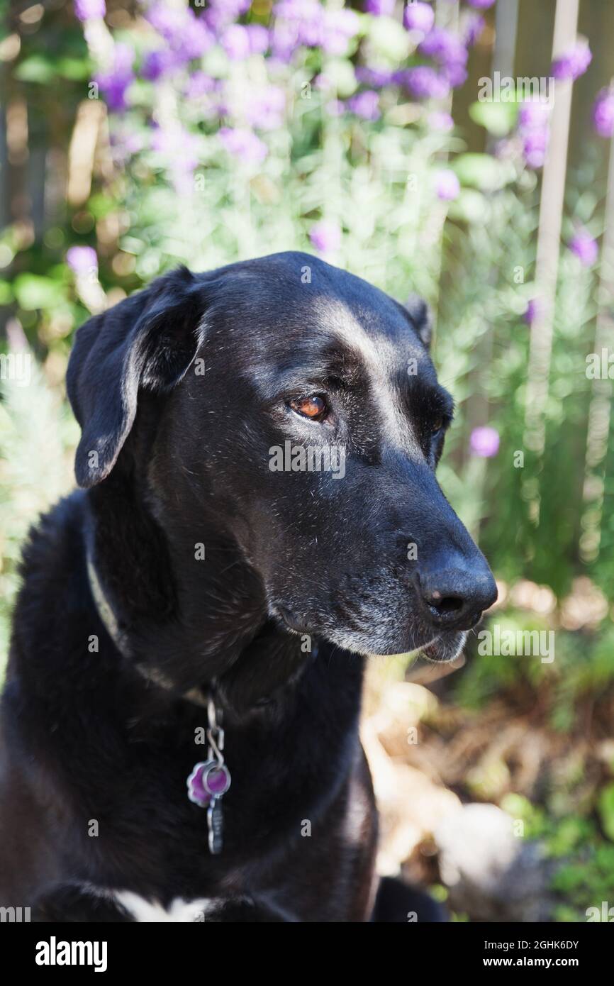 Portrait of a big black dog. Stock Photo