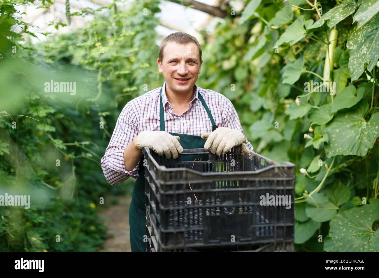 Worker harvesting fresh squash Stock Photo Alamy