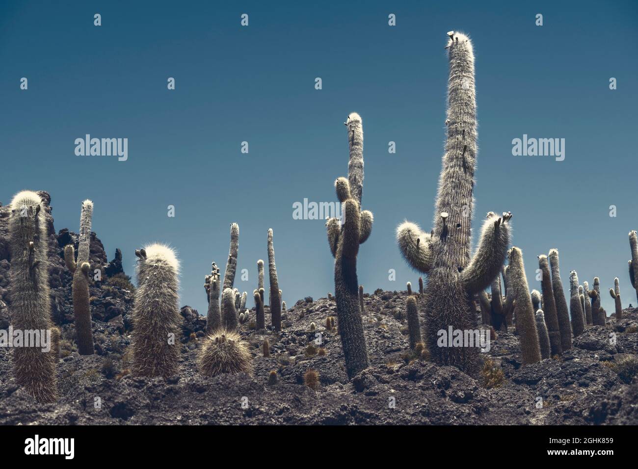 many big cactuses by night in Bolivia Stock Photo