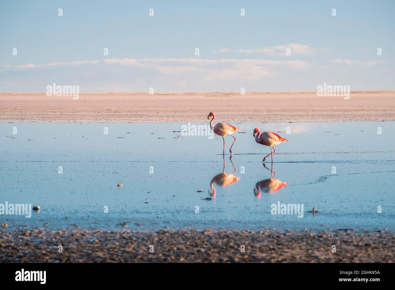 two pink flamingos walk by salt flats at Salar de Uyuni, Bolivia Stock Photo