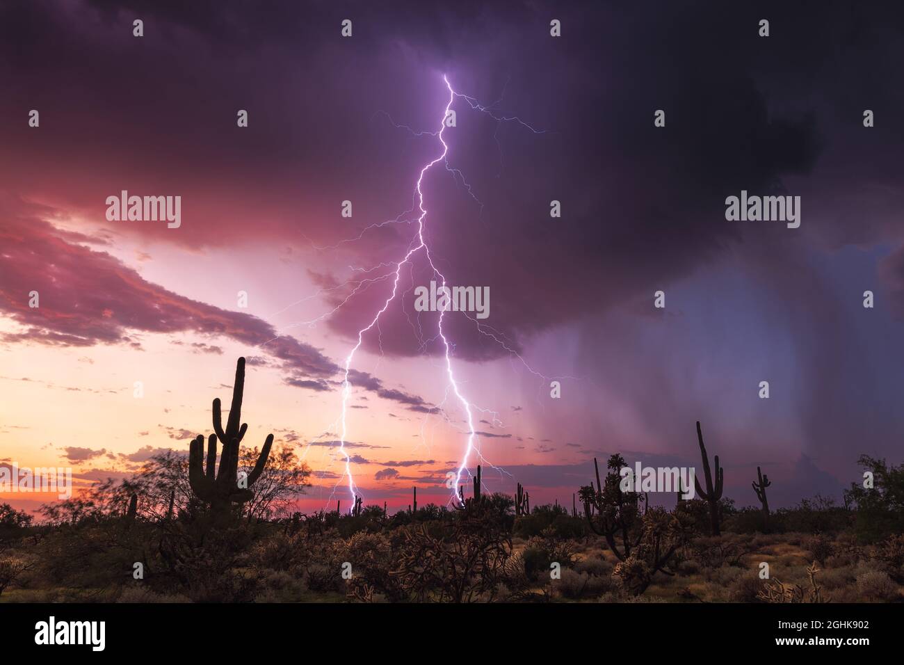 Scenic desert landscape with cactus, lightning and monsoon storm at sunset near Florence, Arizona Stock Photo