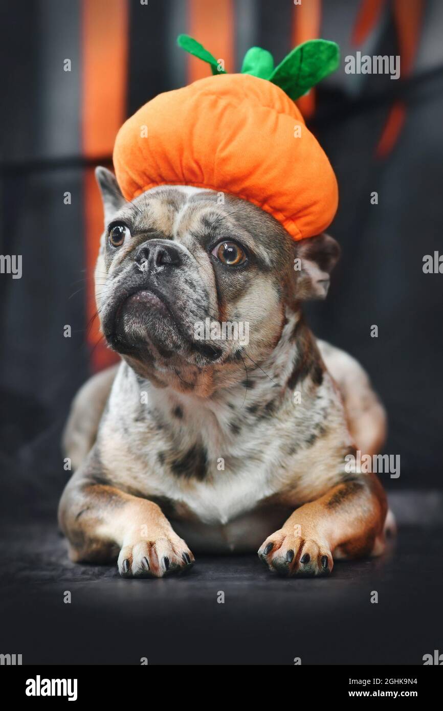 Merle French Bulldog dog dressed up with funny traditional Bavarian ' Oktoberfest' costume with Lederhosen pants, tirol hat and mug of beer held  by fak Stock Photo - Alamy