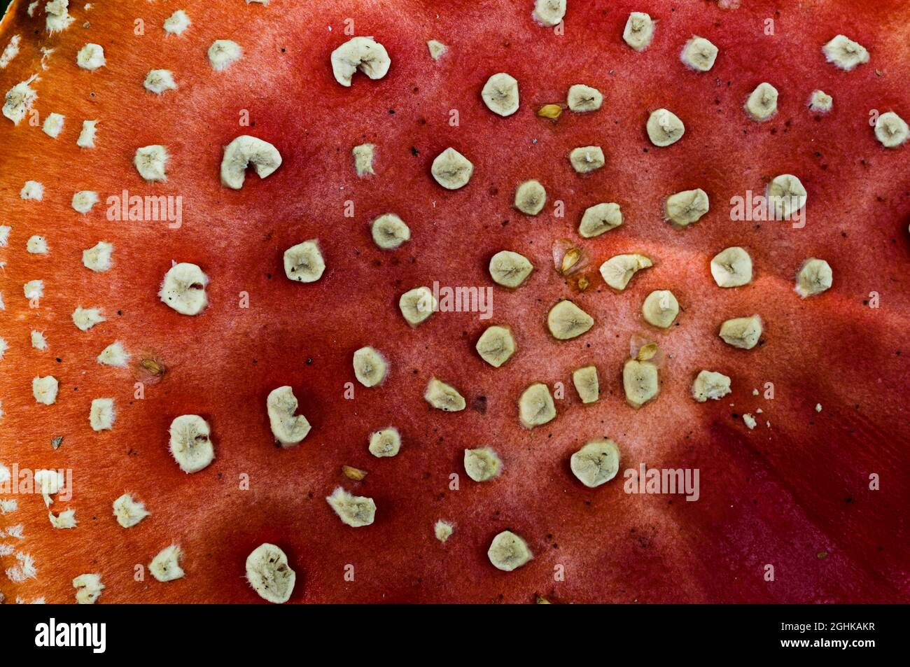 Fly amanita (Amanita muscaria) Stock Photo