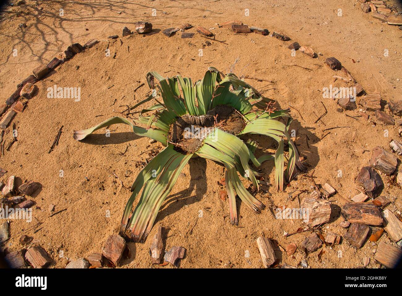 Welwitschia Mirabilis is an endemic plant of the Namibia and Namib