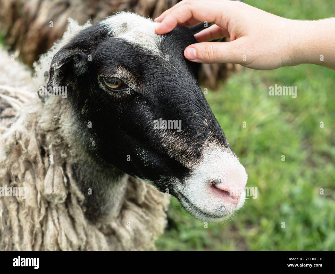 Close-up of a woman's hand stroking a sheep's head. Green blurred grass in the background. A mountain pasture. Animal love and care concept Stock Photo