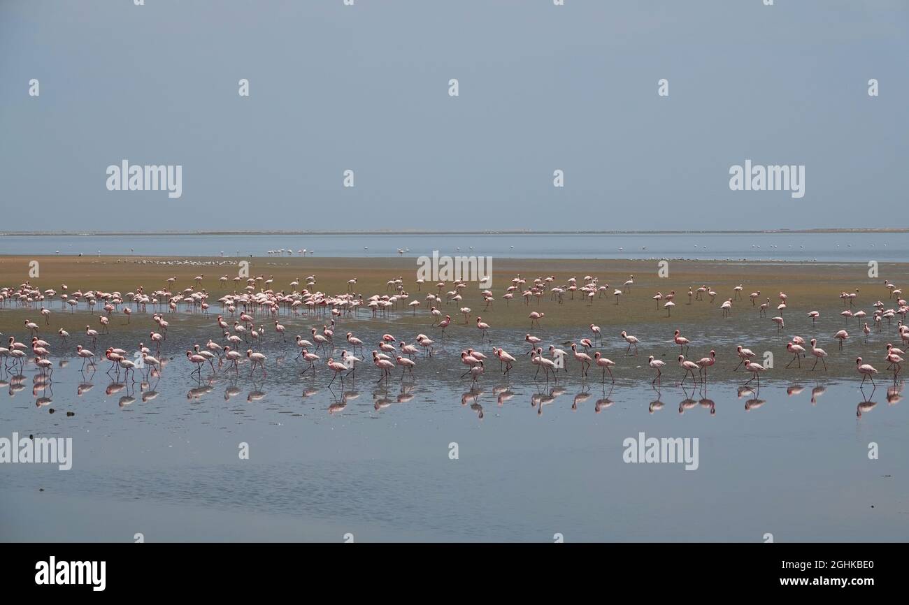 In the evening, flocks of flamingos are feeding or resting in the lagoon. Special sand dune terrain. Flocks of flamingos(flamingoes). Walvis Bay(Whale Stock Photo