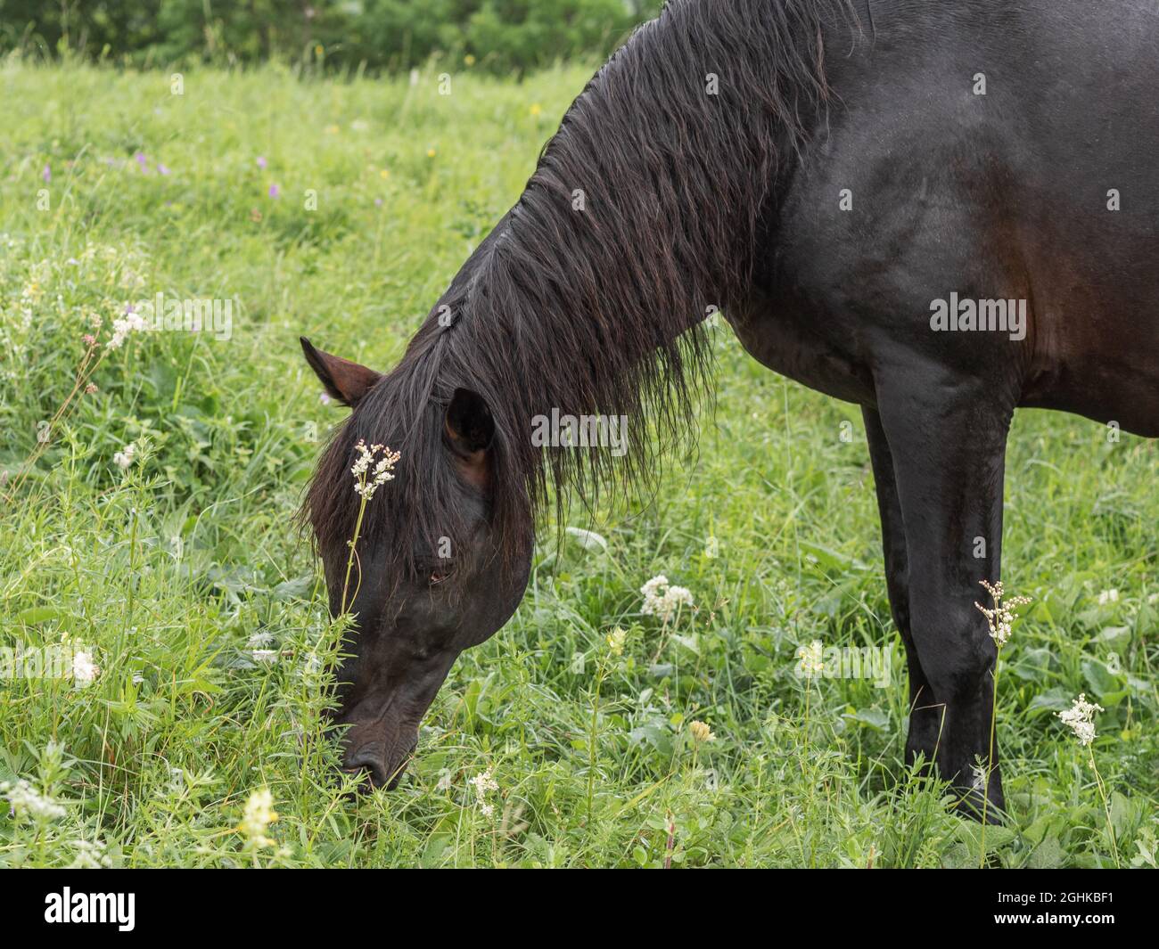 A closeup of a brown horse with a beautiful mane stands sideways to
