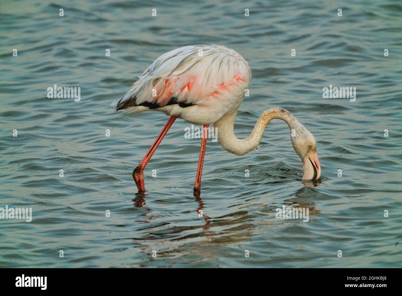 A flamingo feeding in the lagoon at sunset. Full body view. Special sand dune terrain. Flocks of flamingos(flamingoes). Walvis Bay(Whale Bay), Namibia Stock Photo