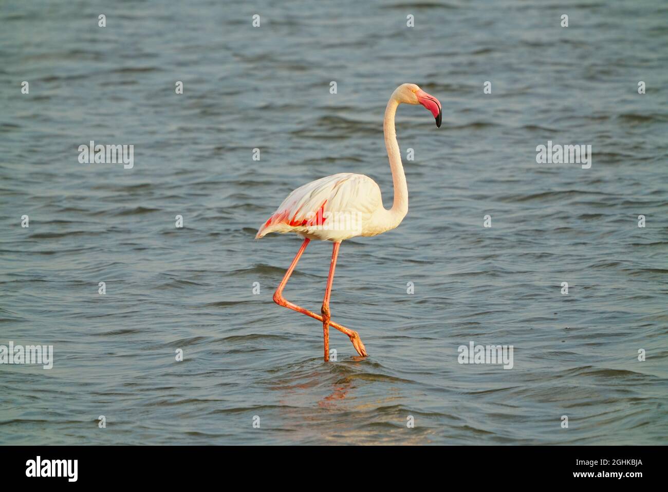 A flamingo feeding in the lagoon at sunset. Full body view. Special sand dune terrain. Flocks of flamingos(flamingoes). Walvis Bay(Whale Bay), Namibia Stock Photo