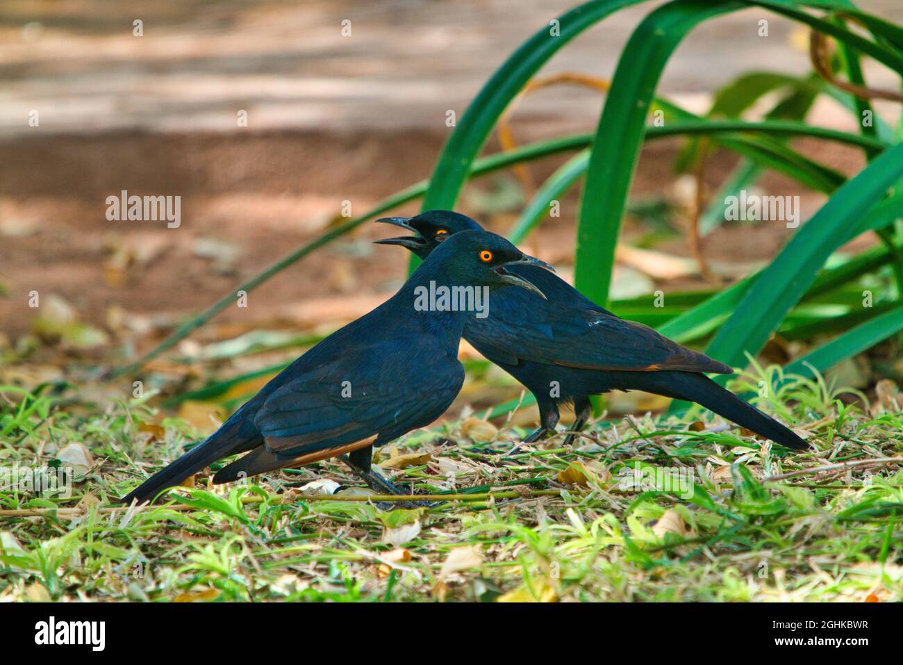 Two Pale-winged Starlings stood on the grass with their beaks open. Lifestyle of various wild animals in Etosha National Park. Namibia. South Africa. Stock Photo