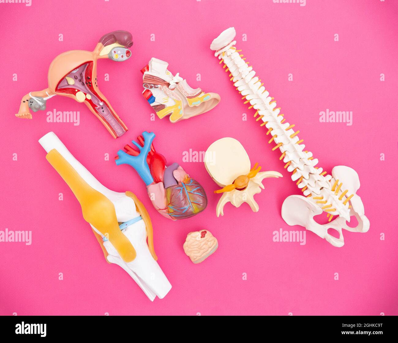 Human organs layouts on a pink background. The concept of complications on organs after suffering a coronavirus infection. Side effect on the body Stock Photo
