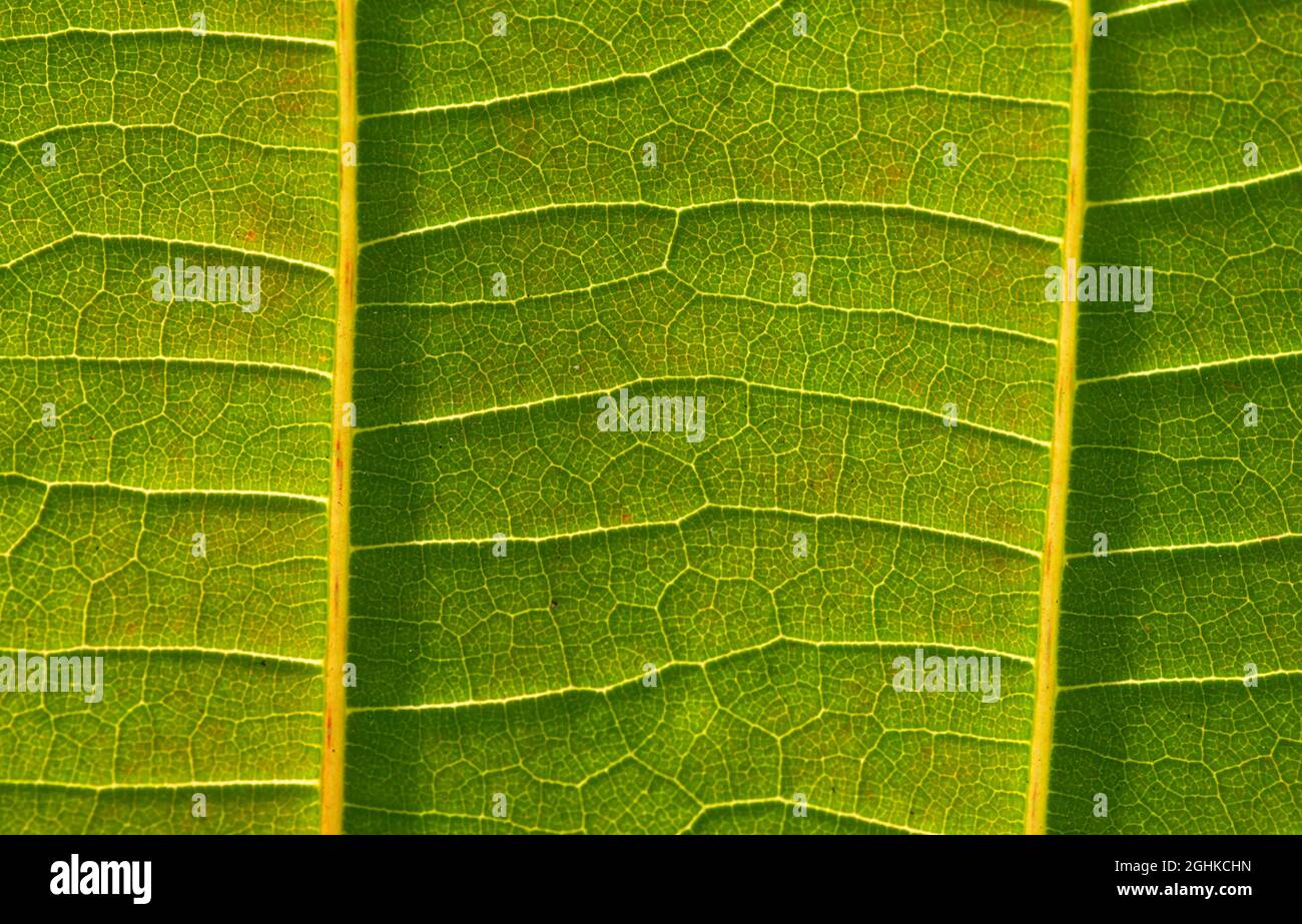 A beautiful Jabon leaf (Anthocephalus macrophyllus) leaf veins Stock Photo