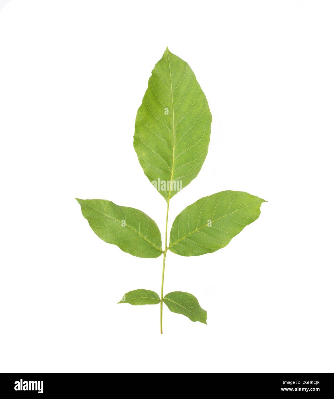 Green twig with walnut leaves on white background, isolate Stock Photo