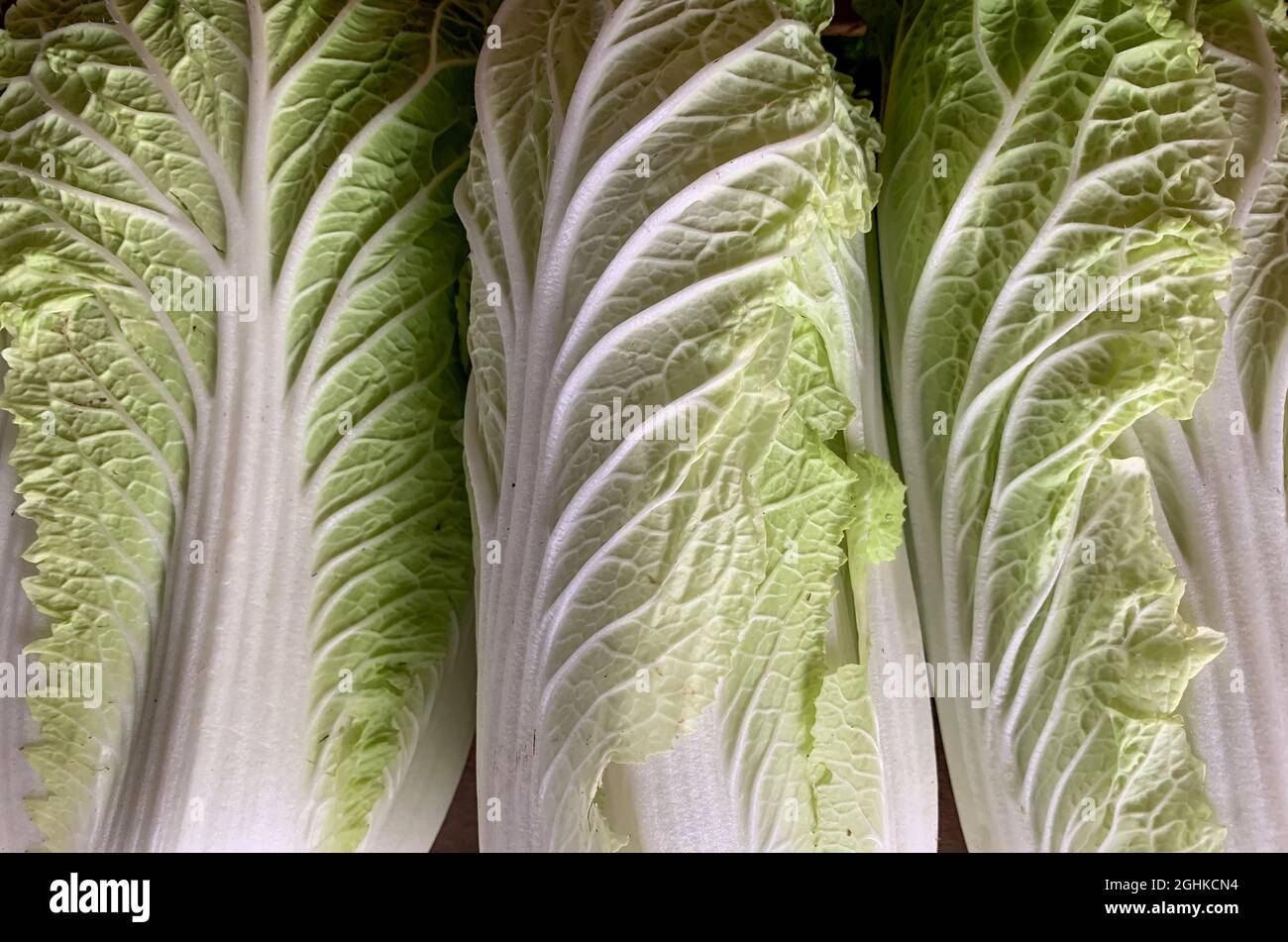 Fresh Nappa cabbage or Chinese cabbage (Brassica pekinensis) Stock Photo