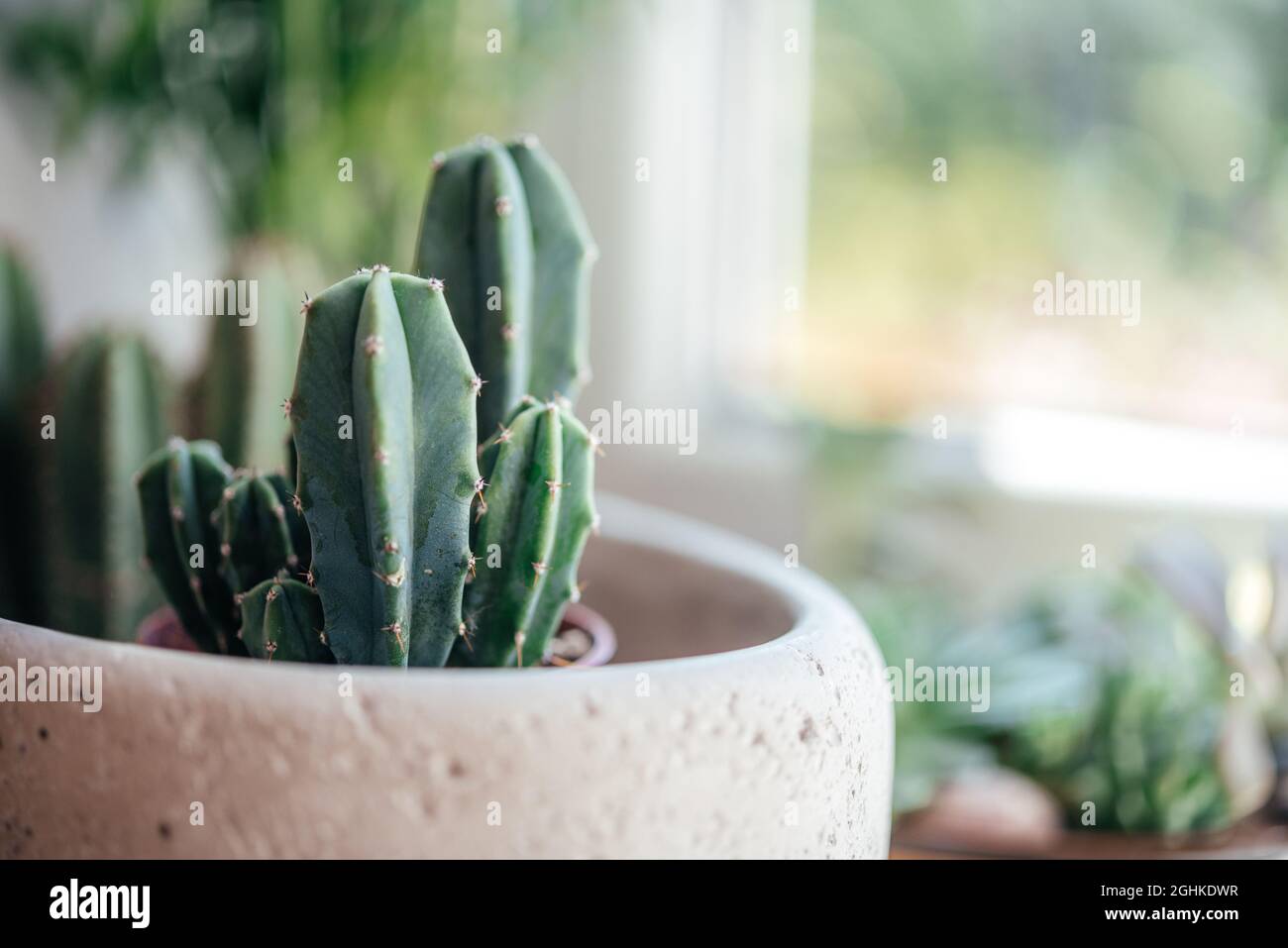 Cactus in trendy cement planter on windowsill Stock Photo