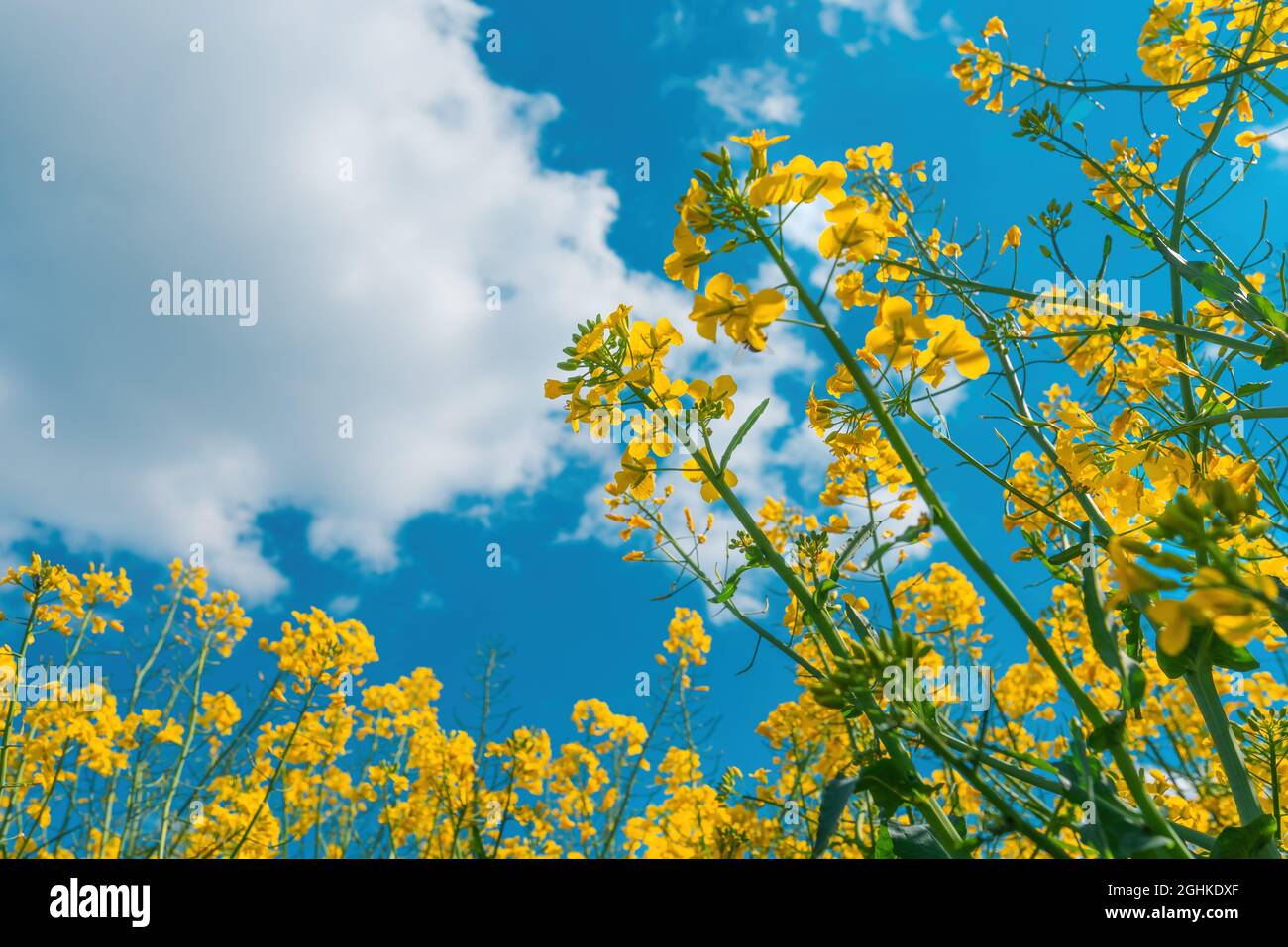 Low angle view of yellow canola rapeseed flowers in field with sky and clouds in background, selective focus Stock Photo