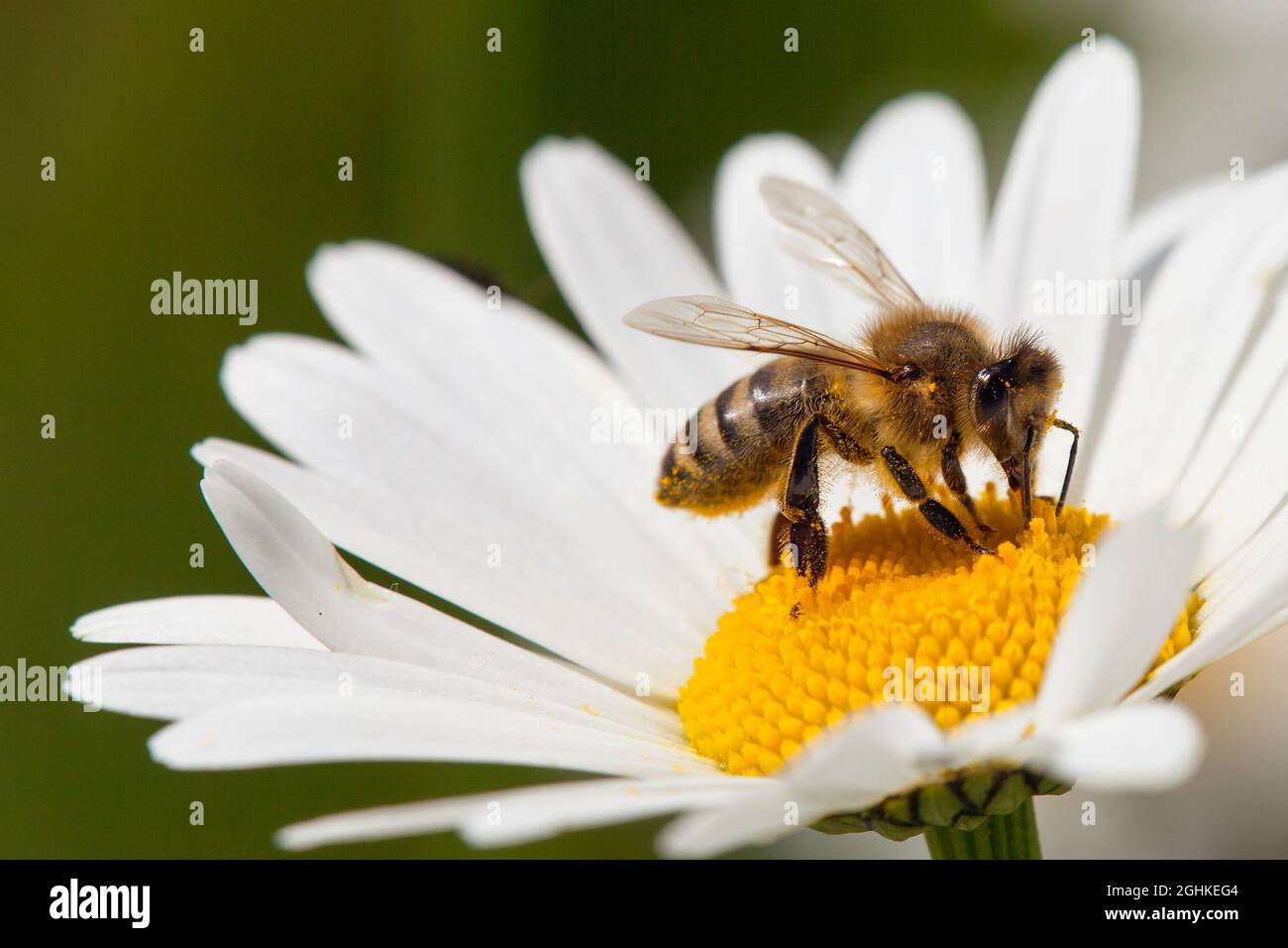 detail of golden bee or honeybee in Latin Apis Mellifera, european or western honey bee sitting on white flower of common  daisy Stock Photo