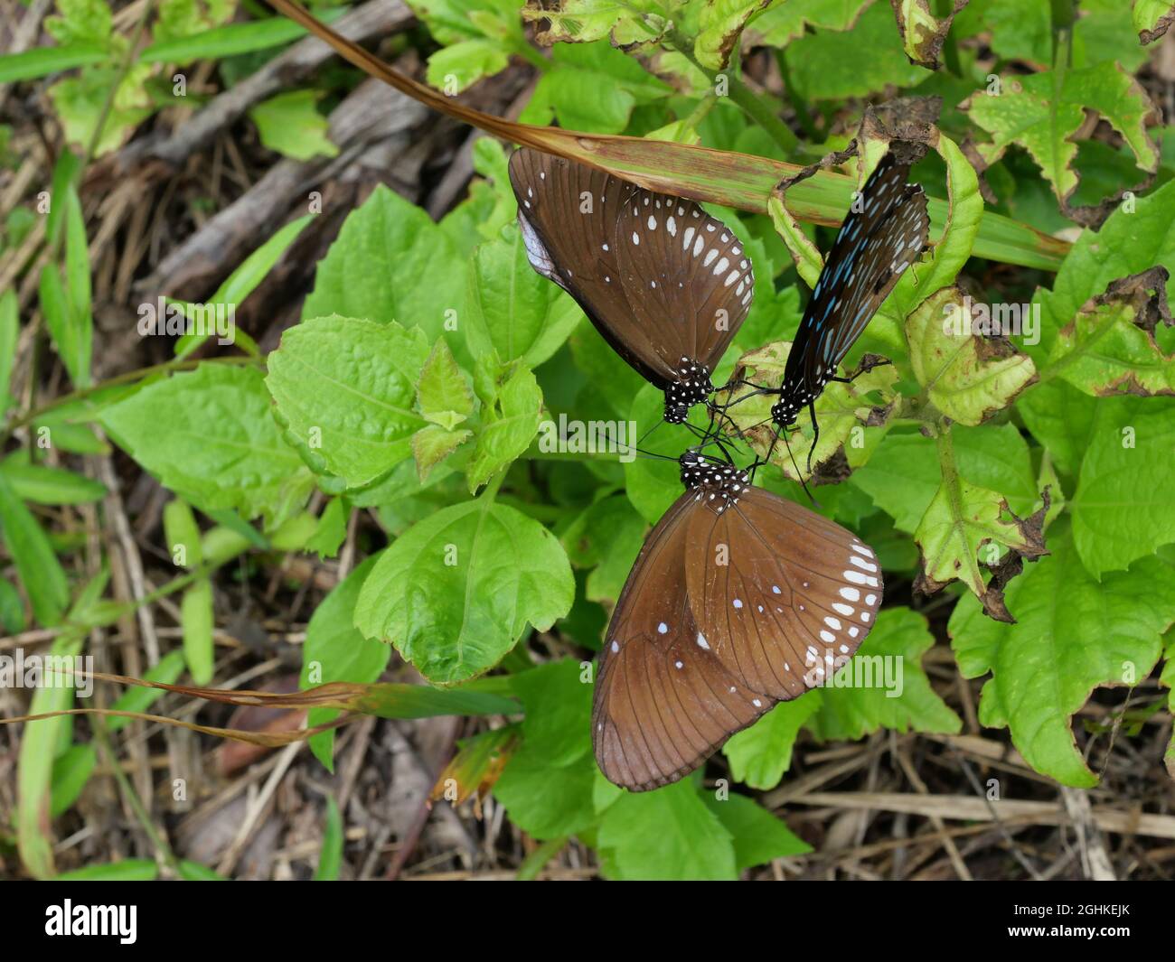 The Long-branded Blue Crow Butterfly on green leaf of tree plant in forest, Many white spots with brown and black color pattern on insect wing Stock Photo