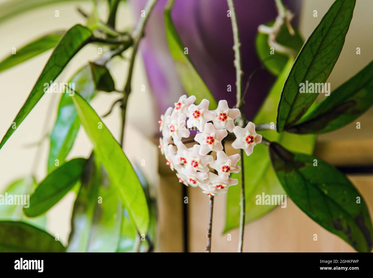 Potted Hoya carnosa the porcelainflower or wax plant in full bloom in home interior. Stock Photo