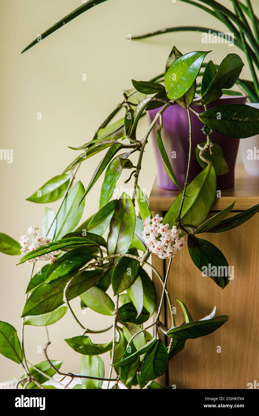 Potted Hoya carnosa the porcelainflower or wax plant in full bloom in home interior. Stock Photo