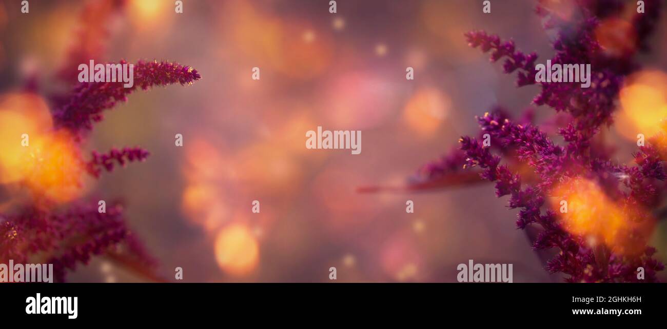 Autumn natural background with burgundy amaranth flower, banner with copy space Stock Photo