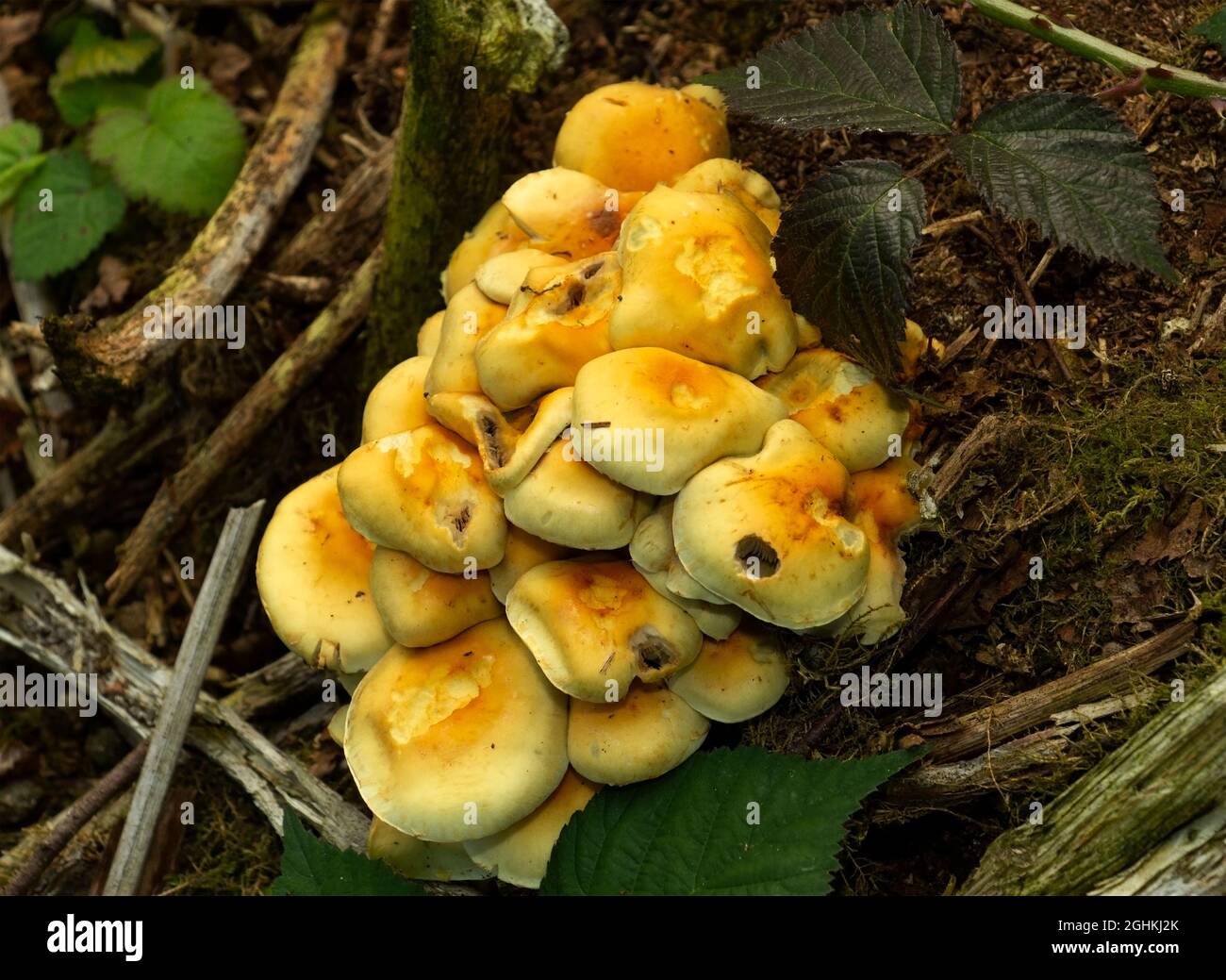 Underground mycelium hi-res stock photography and images - Alamy