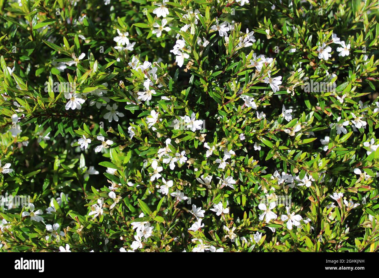 blossoming false heather in the garden Stock Photo