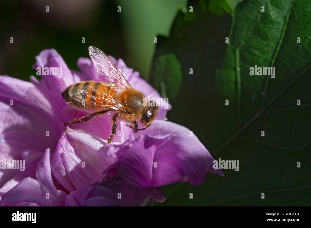 Italy, Lombardy, Bee Gathering Pollen on Cherry Blossoms, Prunus