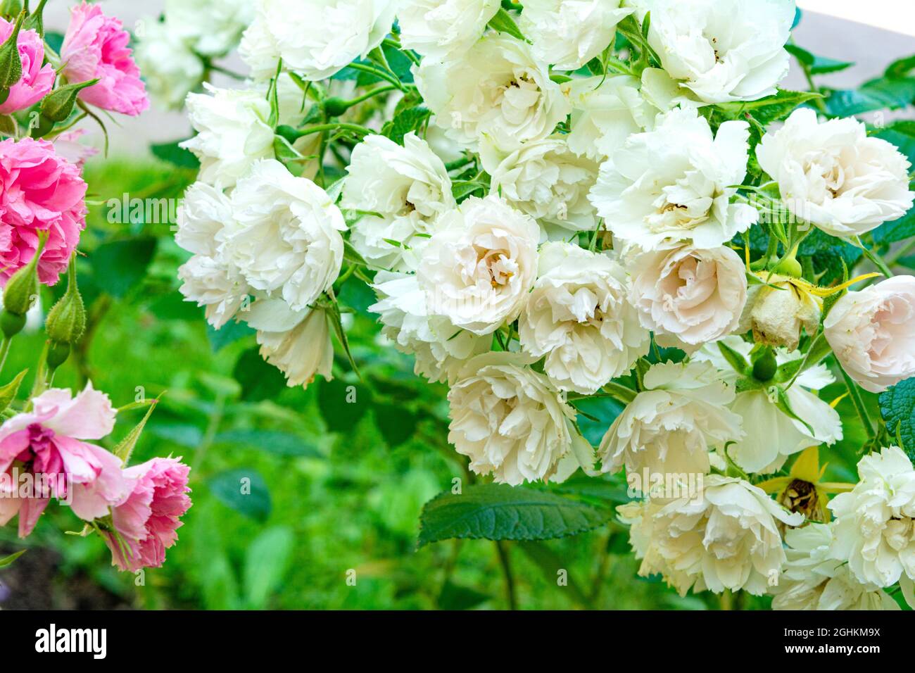 Plant Profiles: Roses, image size:1300x956