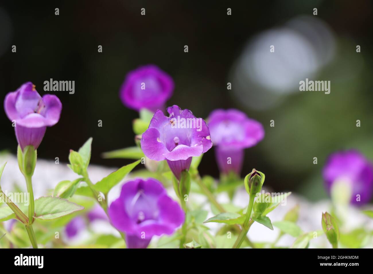 Blooming purple flowers in the morning Stock Photo - Alamy