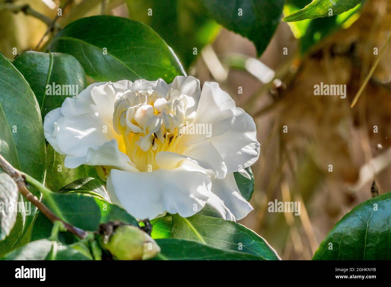 Camellia 'Surpasse Nobilissima' in bloom in a garden Stock Photo