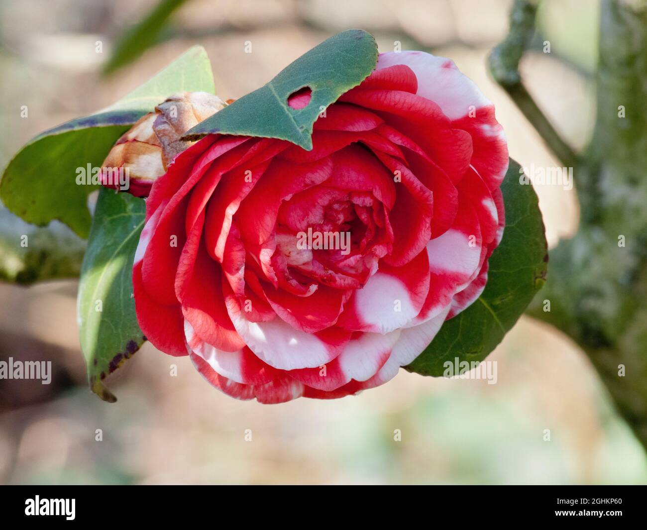 Camellia 'Margherita Coleoni' in bloom in a garden Stock Photo