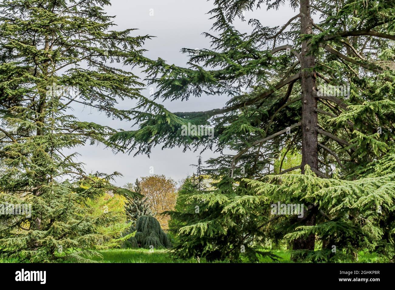 Cedrus libani ssp. atlantica 'Glauca', Larix decidua, Arboretum du Bois de Vincennes, Paris, France Stock Photo