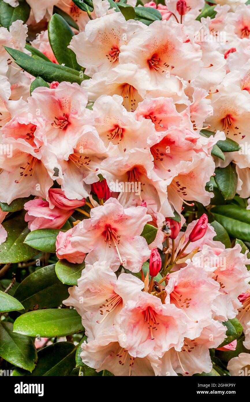 rhododendron yakushimanum arabella Rhododendron yakushimanum Arabella main image 0