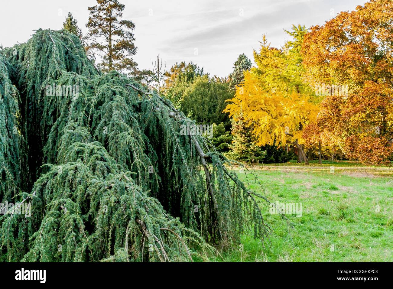 Cedrus atlantica glauca pendula, Acer platanoides, Ginko Biloba, Arboretum de l'Ecole du Breuil, Paris, France Stock Photo