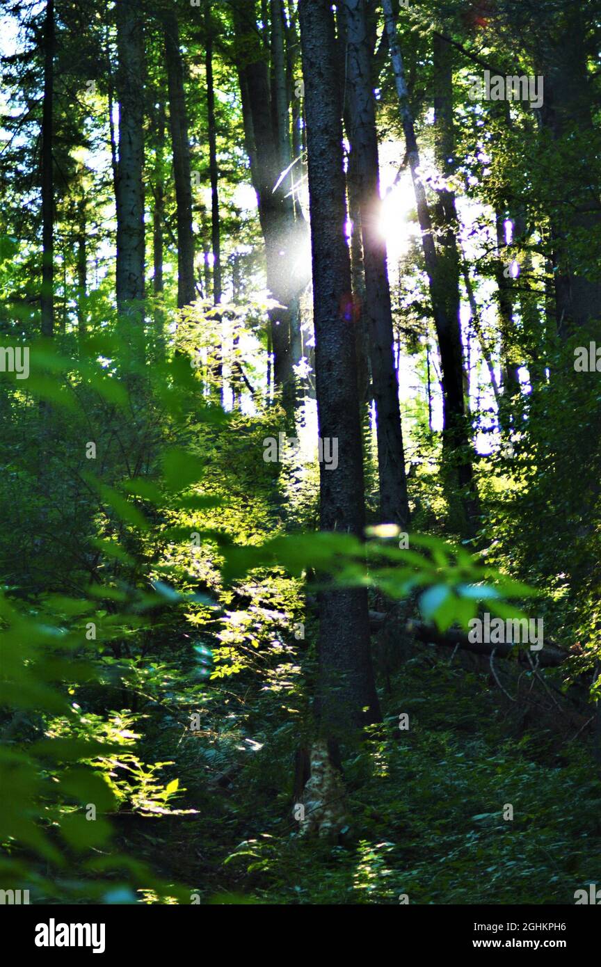 Vertical shot of the sun shining through trees in a green forest Stock ...