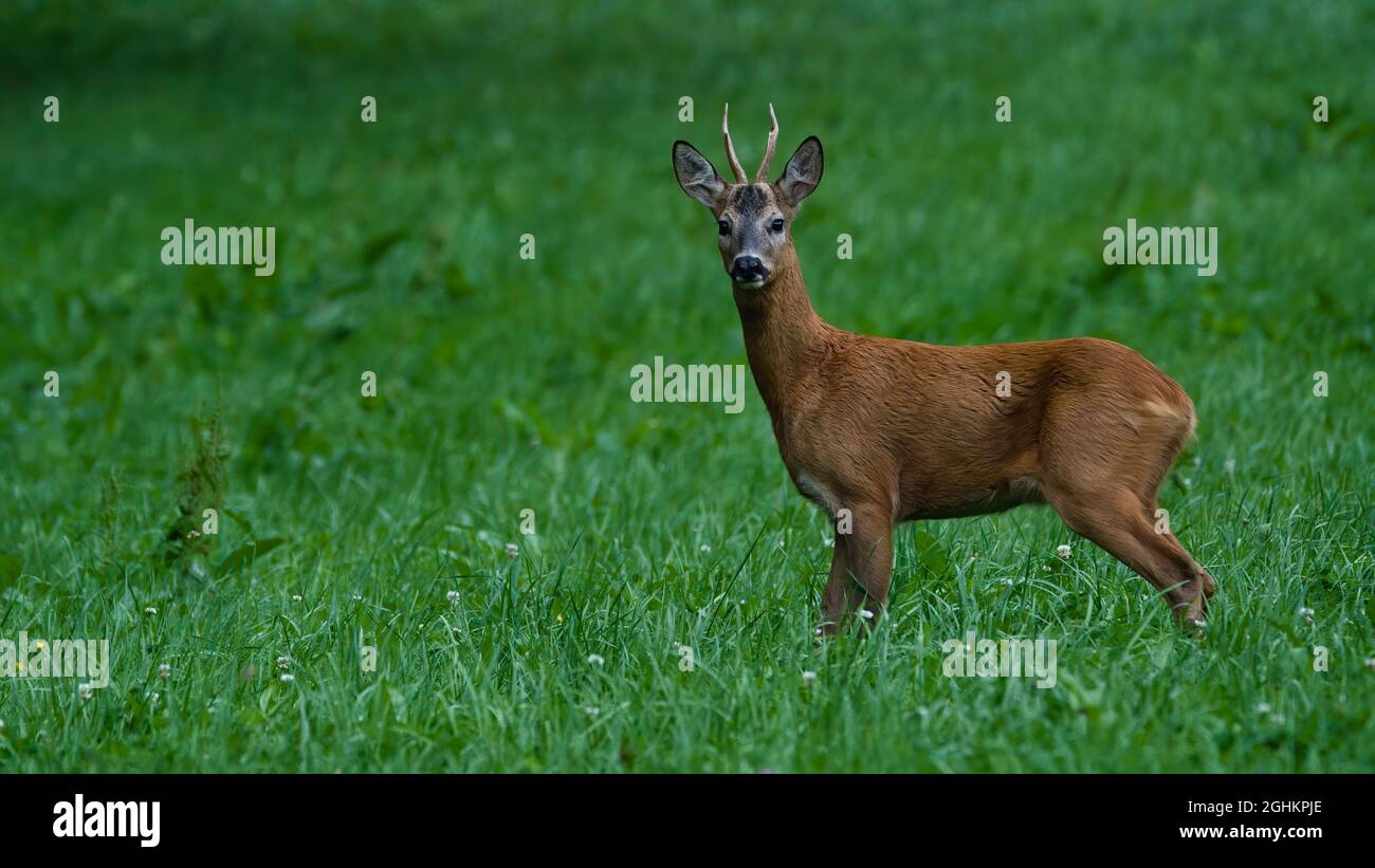 deer, tier, wild lebende tiere, natur, säugetier, wild, kitz, gras, Stock Photo