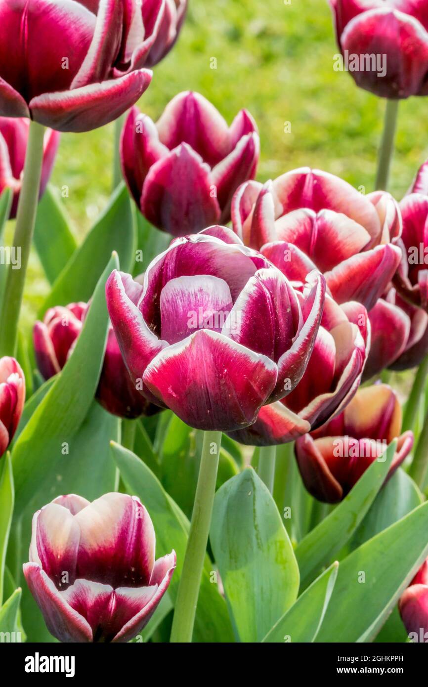 Tulip 'Kees Nelis' in bloom in a garden Stock Photo
