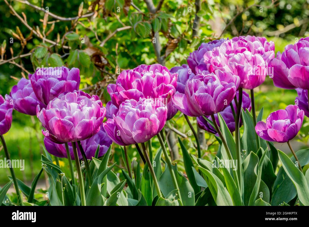 Tulip 'Blue Diamond' in bloom in a garden Stock Photo Alamy