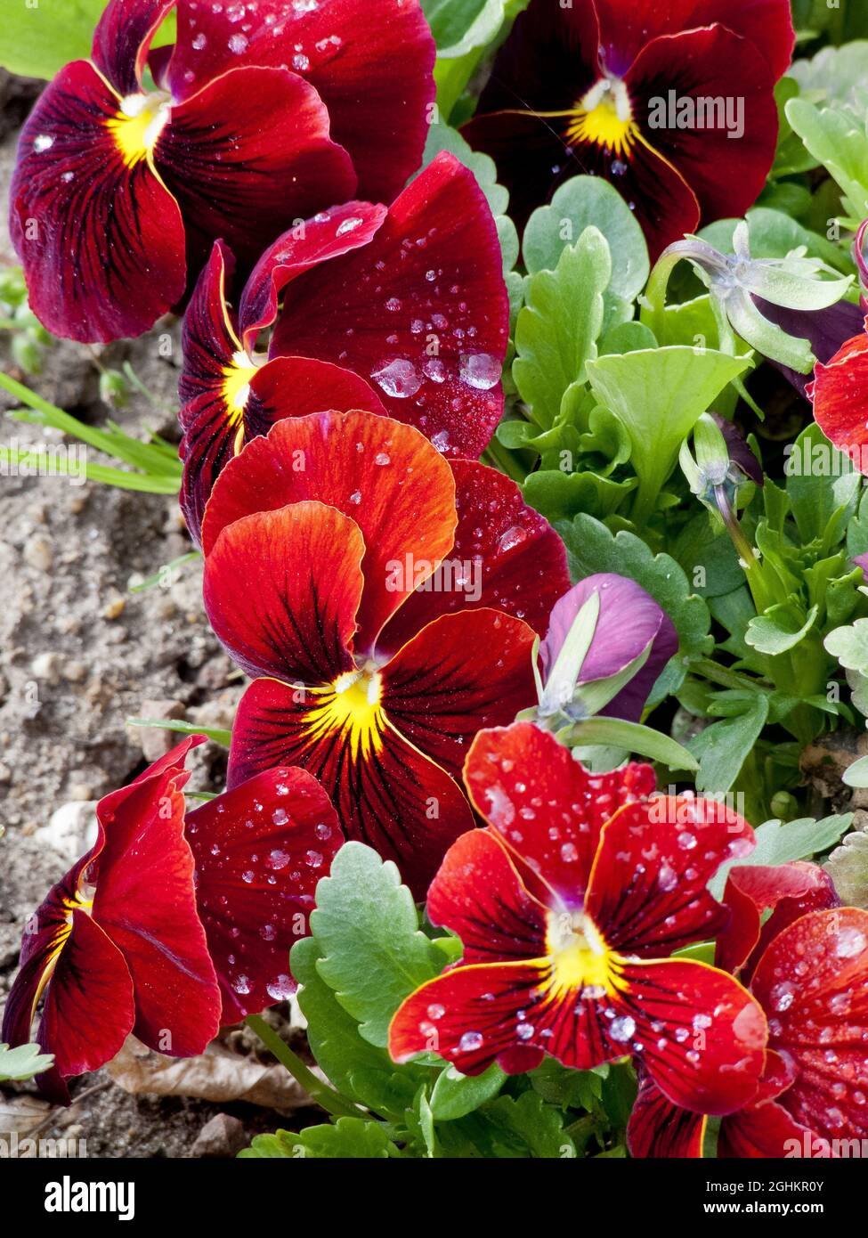 Viola x wittrockiana 'Unicolore Rouge clair' Stock Photo