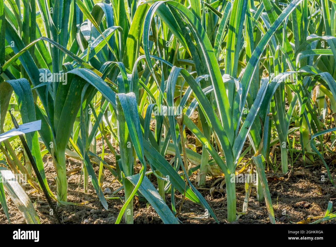 Leeks 'Bleu de Solaise' Stock Photo Alamy