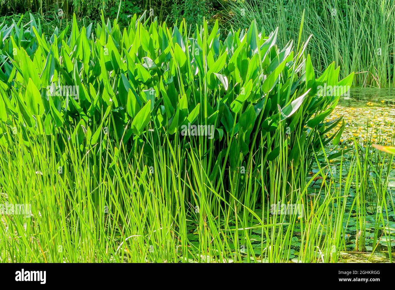 Sagittaria latifolia Stock Photo Alamy