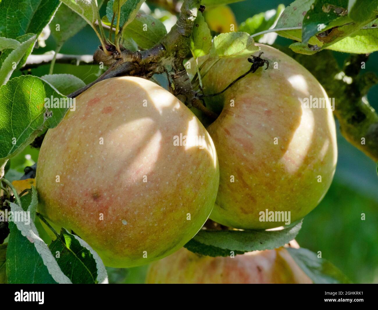 Malus domestica 'Braeburn' Stock Photo Alamy