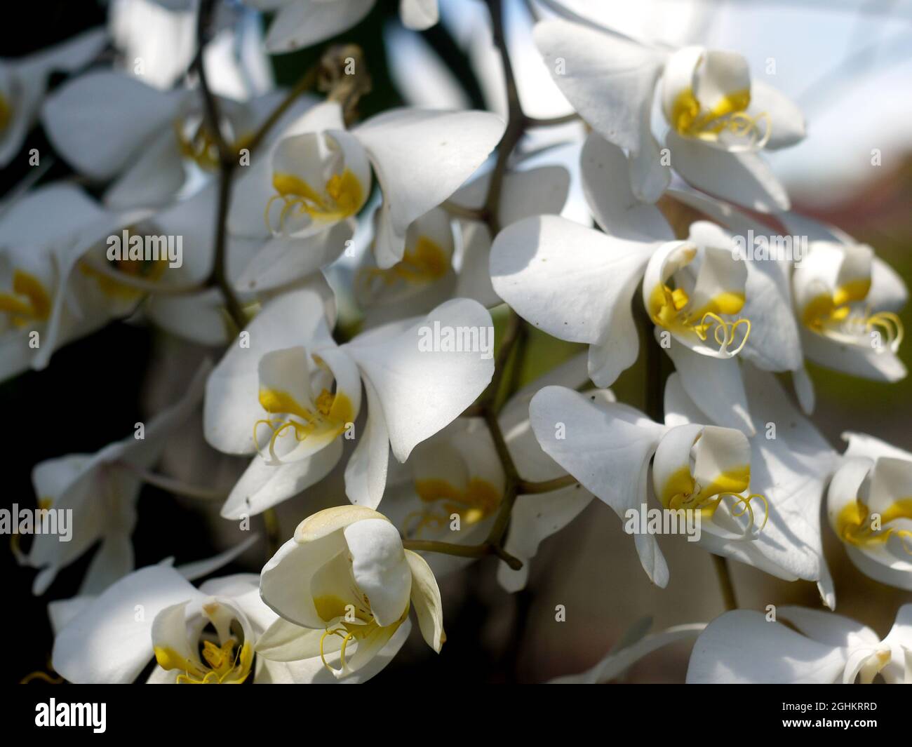 The orchid flower, like most flowers of monocots, has two whorls of