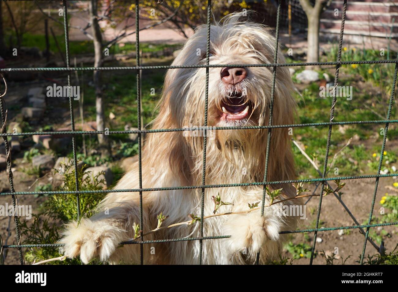 Tousled furry funny dog standing on two feet and barking behind grille fence of his yard Stock Photo